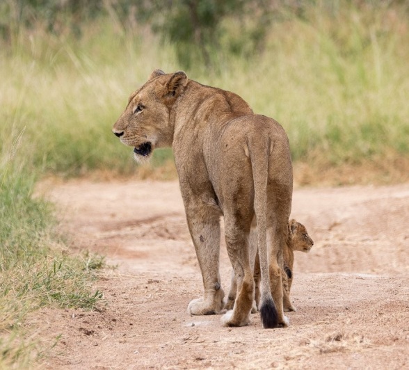 Sabi Sabi Ronald Mutero Lioness And Cub