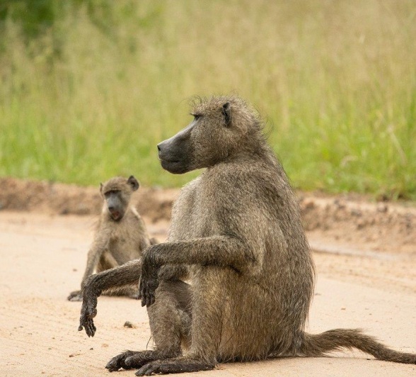 A36ronald Mutero   Baboon  02032023 2