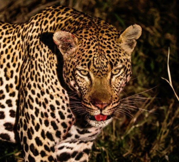 Seeing a leopard take down a kill is a once-in-a-lifetime experience and something very few people get to see, especially right next to you, totally unexpected.