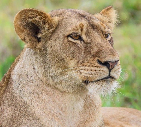 One of the three female lions of the Southern Pride rest in the midday heat. 