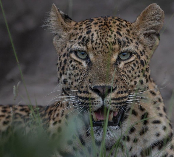 Golonyi, a regal leopard. Golonyi, a regal leopard.