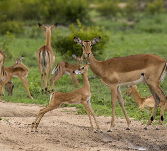 Sabi Sabi Day In The Wild Impala