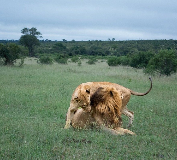 Gijima Msuthlu Male Lions Ronald Mutero