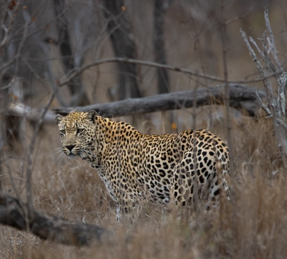 The leopard turns its head, alert and focused on potential prey in the surrounding area.