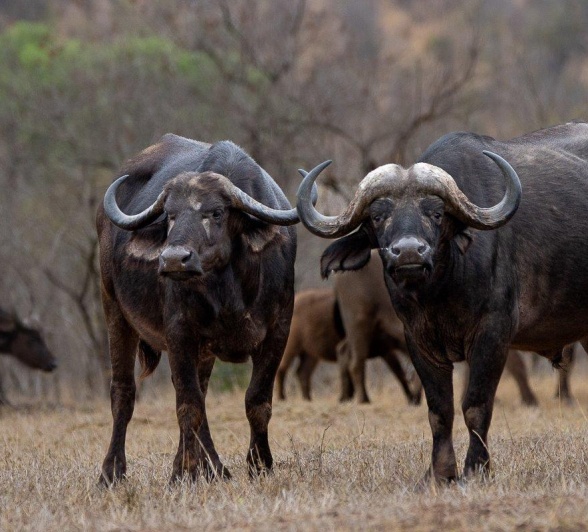 Two buffalo resting near a waterhole, representing herd dynamics.