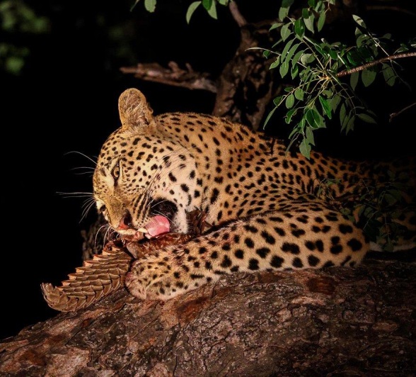Nkuwa consumes his latest kill, a Temminck's pangolin, nestled in the branches.