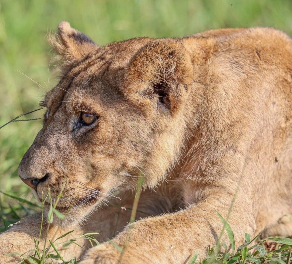 Sabi Sabi Ruan Mey Southern Pride Lion Sabi Sabi Ruan Mey Southern Pride Lion