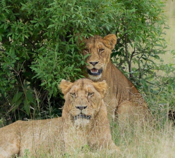 Members of the Southern Pride take cover from the sun under a bush. 