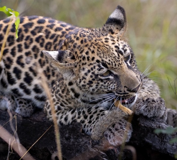 Sabi Sabi Ronald Mutero Golonyi Eating