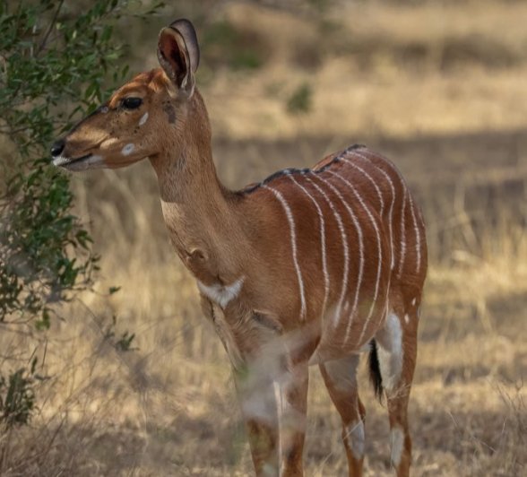 Sabi Sabi Ruan Mey Nyala In Bush Sabi Sabi Ruan Mey Nyala In Bush