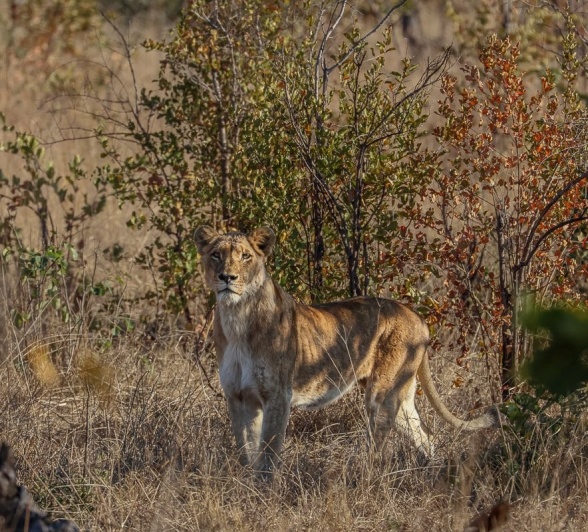 Sabi Sabi Ruan Mey Southern Pride Lions Sabi Sabi Ruan Mey Southern Pride Lions