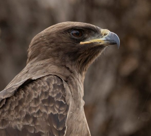A Wahlberg's eagle. A Wahlberg's eagle.