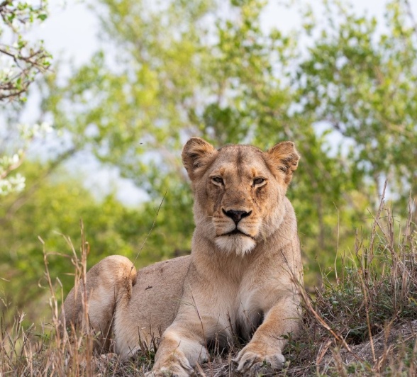A member of the Kambula pride seen during a game drive from Sabi Sabi.