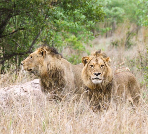 Sabi Sabi Jana Du Plessis Nwaswitshaka Lions In Veld