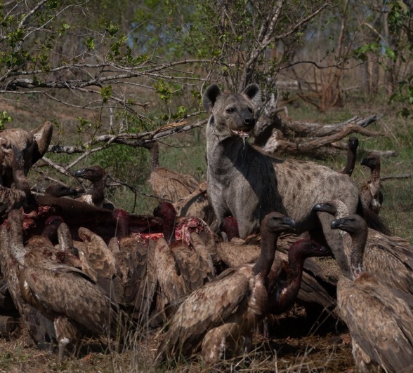 Sabi Sabi Viviane Ladner Scavengers At Kill