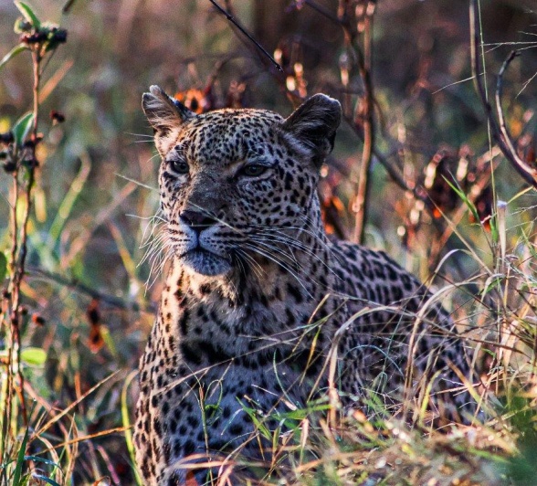 Kigelia rests before meeting up with a new male lion, Mawelawela. 