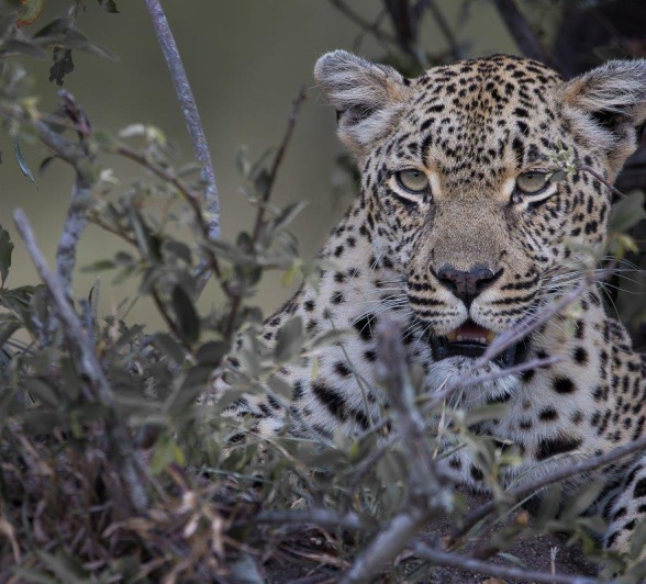 The beautiful Tengile, relaxes in the grass. The beautiful Tengile, relaxes in the grass.