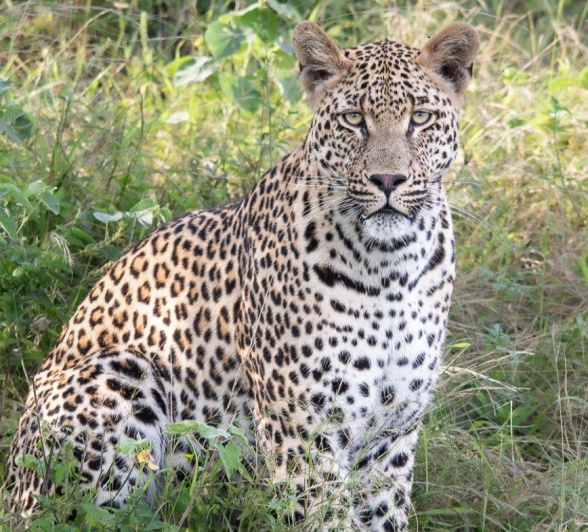 The young Nottins male has a lot to learn before dominating a territory. The young Nottins male has a lot to learn before dominating a territory.