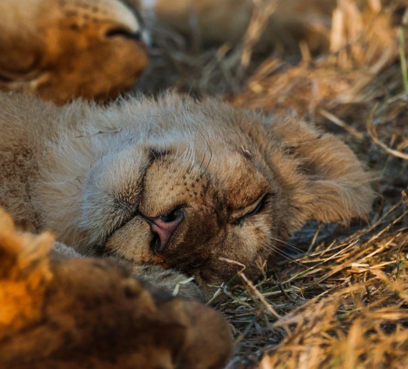 Cub rolling in the grass near Selati Camp