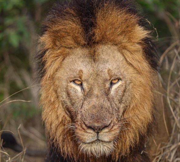 Sabi Sabi Ronald Mutero Gijima Stare Sabi Sabi Ronald Mutero Gijima Stare