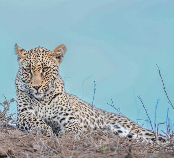 Sabi Sabi Ruan Mey Ntsumi Cub Sabi Sabi Ruan Mey Ntsumi Cub