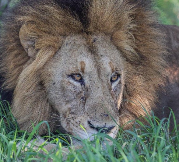 The black mane of a dominant lion makes him a formidable force. 