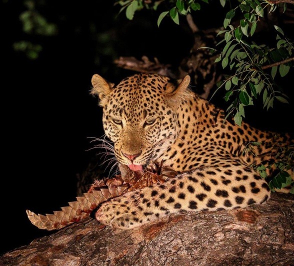 The agile leopard Nkuwa eats his meal, a ground pangolin, high in a tree.