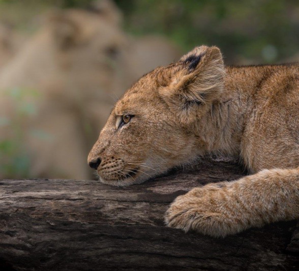 Sabi Sabi Franco Hay Msuthlu Cub Rests Sabi Sabi Franco Hay Msuthlu Cub Rests