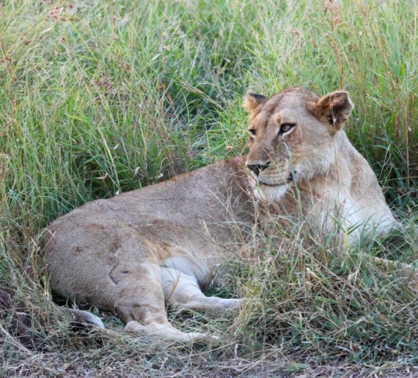 A female lion named K12 lays in the grass. A female lion named K12 lays in the grass.