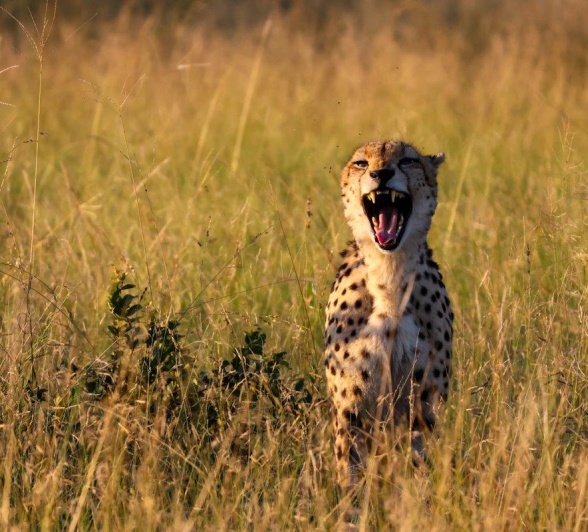 A cheetah is spotted yawning in the grass. A cheetah is spotted yawning in the grass.