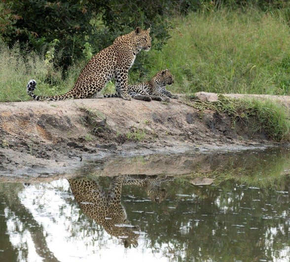 Golonyi and her cub are reflected in the water. 