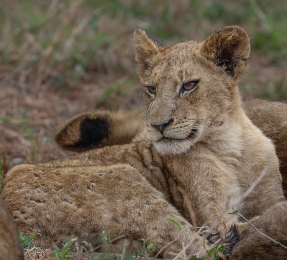 Sabi Sabi Ruan Mey Msuthlu Pride Lion