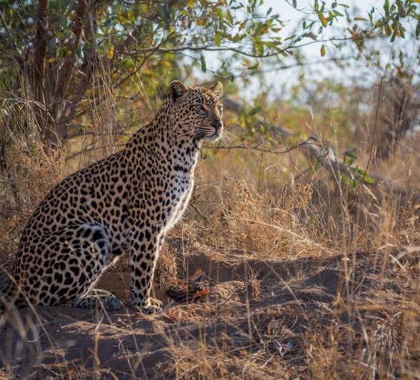 Sabi Sabi Devon Jansen Tengile Leopard Stunning Sabi Sabi Devon Jansen Tengile Leopard Stunning