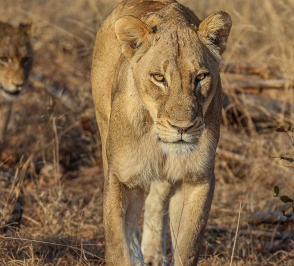 Sabi Sabi Ruan Mey Msuthlu Lion Sabi Sabi Ruan Mey Msuthlu Lion
