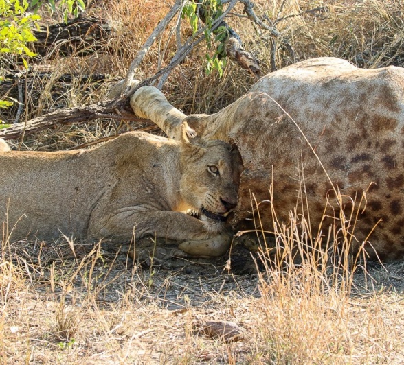 Sabi Sabi Jana Du Plessis Msuthlu Pride