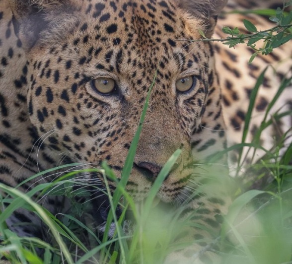 Sabi Sabi Ruan Mey Leopard