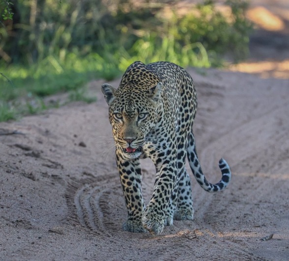 Khulwana, a male leopard, walks on the road. 
