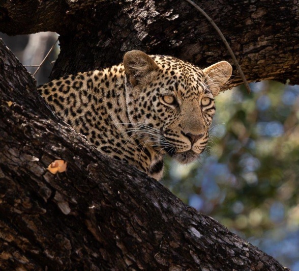 The stunning Jasiri leopard stares down from a tree. The stunning Jasiri leopard stares down from a tree.