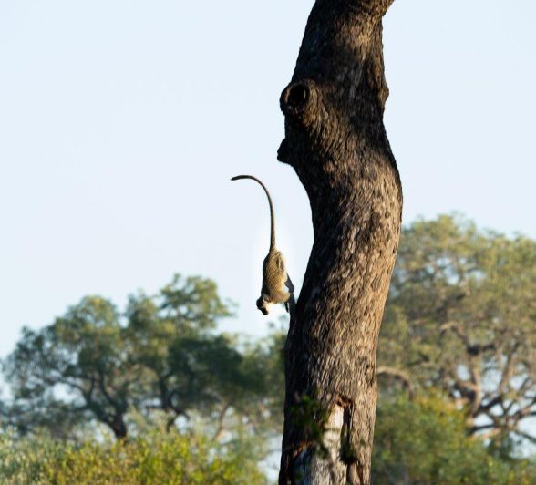 A Vervet monkey descends from a tree.