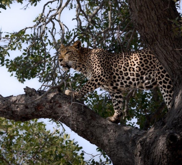 After watching Ntsumi, a female leopard, for a while, she eventually took refuge in a big tree. 