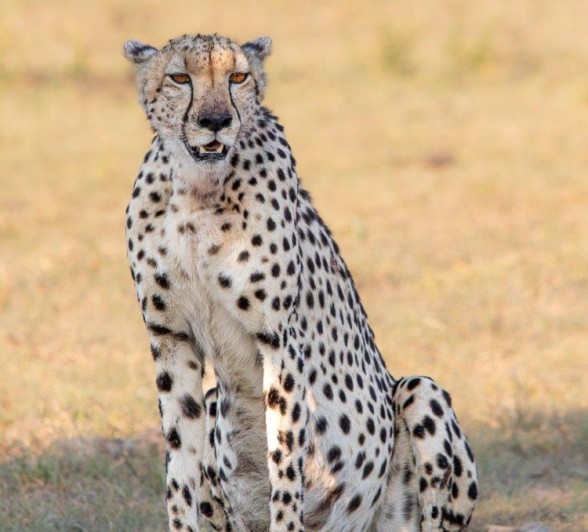 A female cheetah seems to gave given birth recently judging by the newly formed suckle marks. A female cheetah seems to gave given birth recently judging by the newly formed suckle marks.