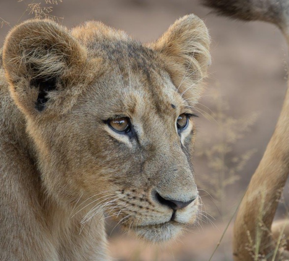 A young member of the Southern Pride. A young member of the Southern Pride.