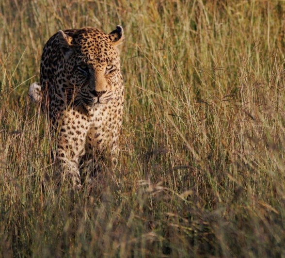 N'weti leopard's spotted coat blending seamlessly with the golden hues of dawn