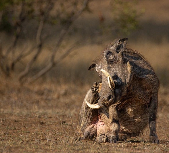 Sabi Sabi Ronald Mutero Warthog Sabi Sabi Ronald Mutero Warthog