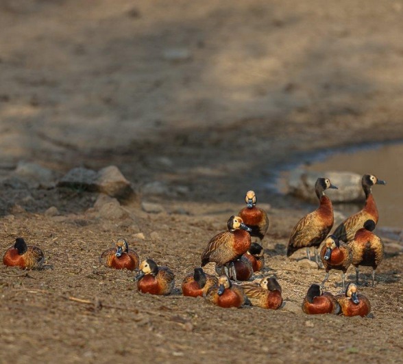Flock of White-faced Whistling Ducks near a waterhole.