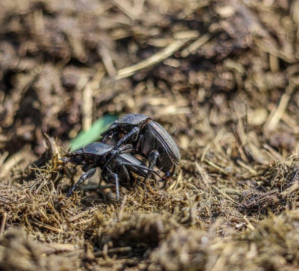 Dung beetles mating.
