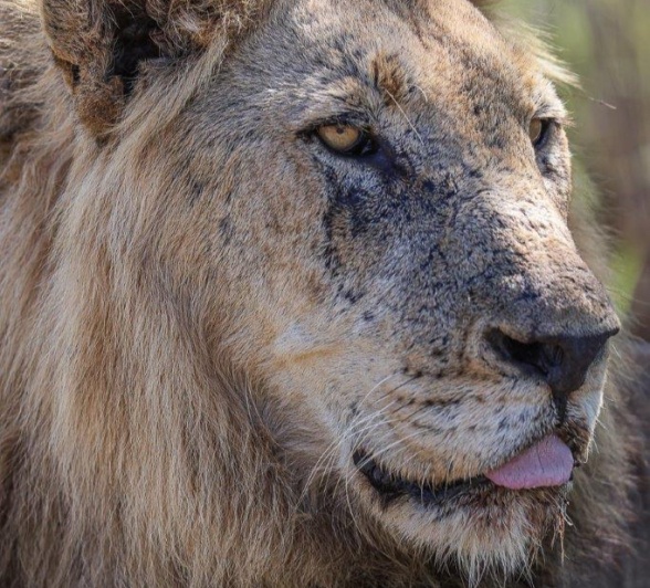 Close-up of a male lion.