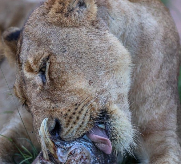A member of the Southern Pride licks its kill. 