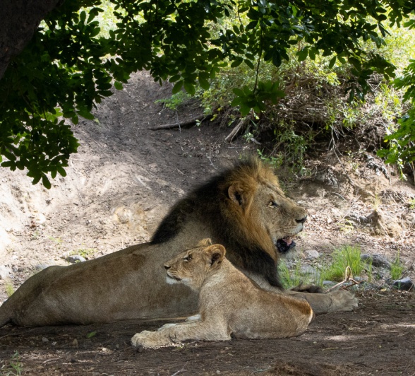 A male lion and his cub from the Gijima pride.