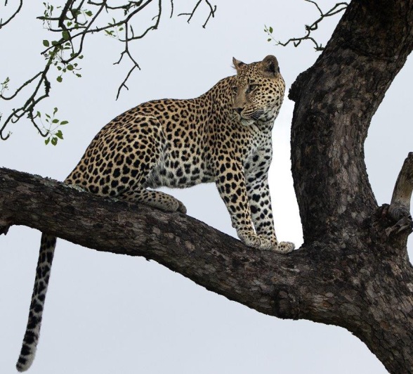 Sabi Sabi Ronald Mutero Nottens Male In Tree Sabi Sabi Ronald Mutero Nottens Male In Tree